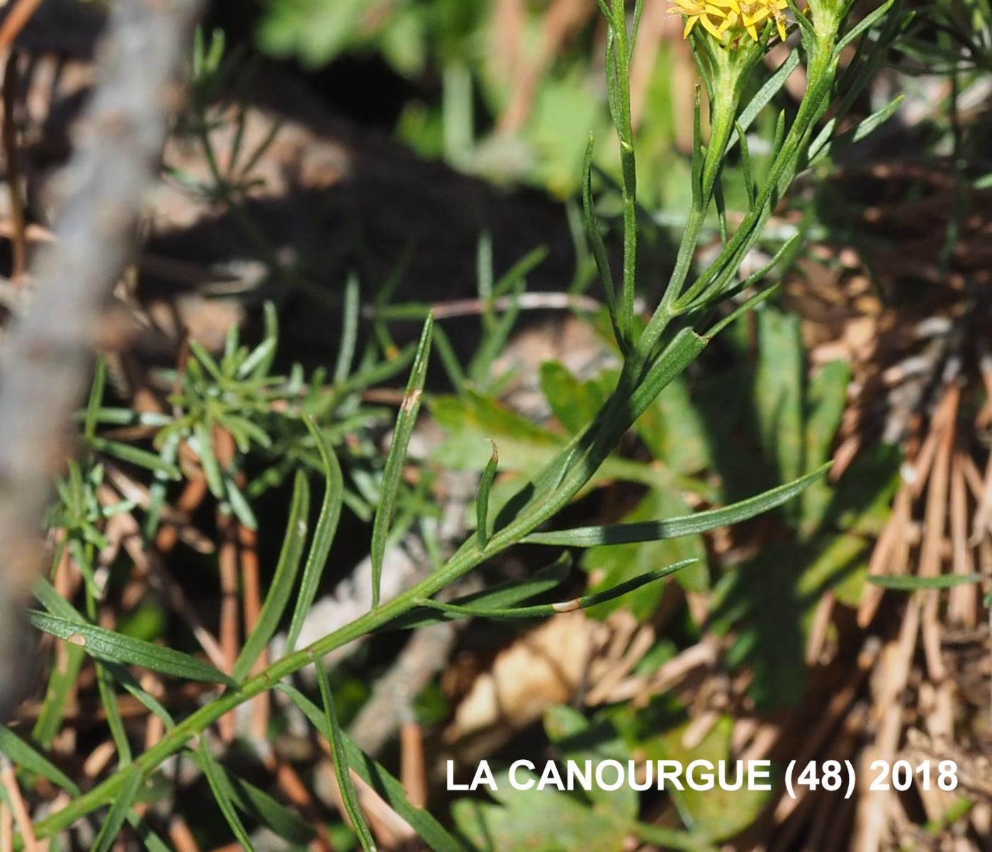 Aster, Goldilocks leaf